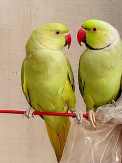 bolna wala breeder pair parrots No chat no#03274065870 call me