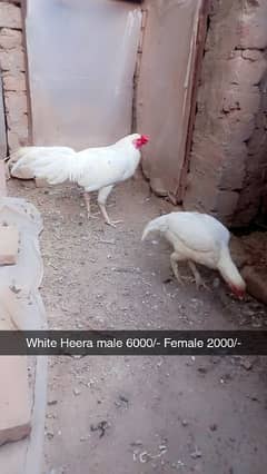 Aseel heera. White hera. Heavy buff Japanese hen Hera female Dasi Male