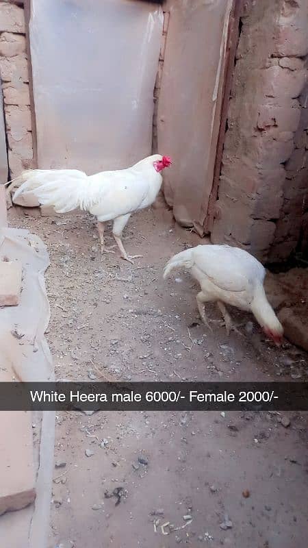 Aseel heera. White hera. Heavy buff Japanese hen Hera female Dasi Male 0