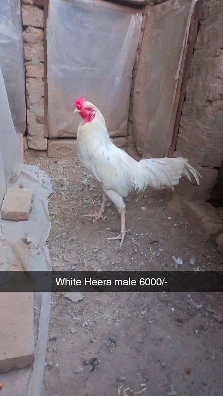 Aseel heera. White hera. Heavy buff Japanese hen Hera female Dasi Male 1