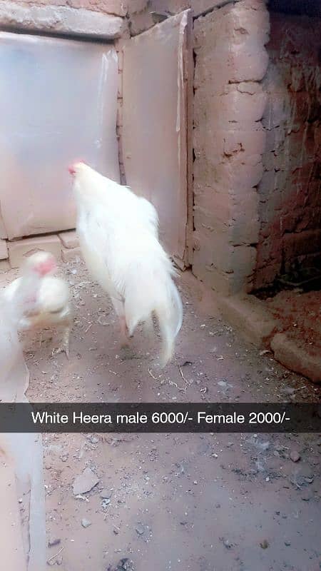 Aseel heera. White hera. Heavy buff Japanese hen Hera female Dasi Male 2