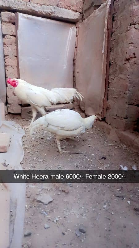 Aseel heera. White hera. Heavy buff Japanese hen Hera female Dasi Male 3