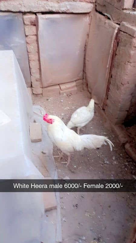 Aseel heera. White hera. Heavy buff Japanese hen Hera female Dasi Male 4