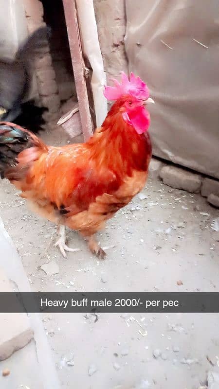 Aseel heera. White hera. Heavy buff Japanese hen Hera female Dasi Male 5