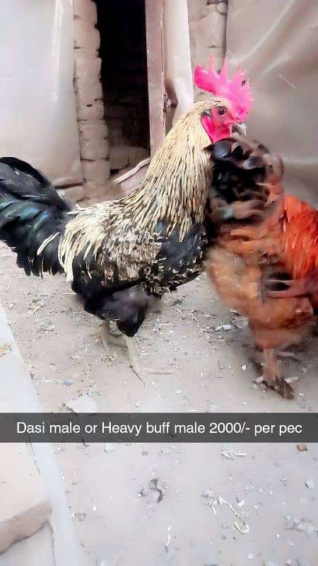 Aseel heera. White hera. Heavy buff Japanese hen Hera female Dasi Male 6