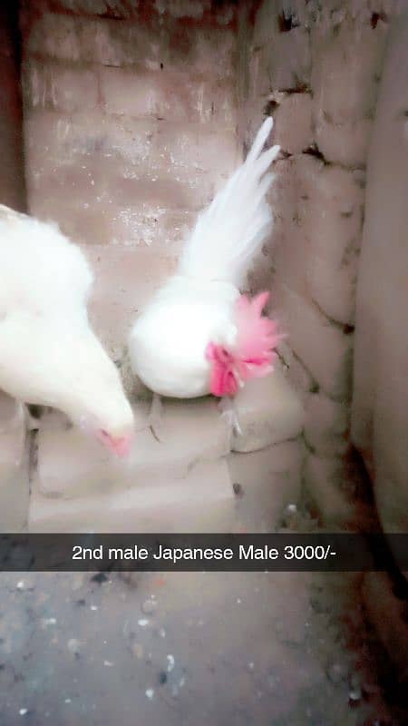 Aseel heera. White hera. Heavy buff Japanese hen Hera female Dasi Male 7