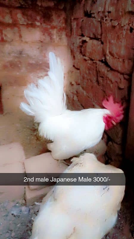 Aseel heera. White hera. Heavy buff Japanese hen Hera female Dasi Male 9