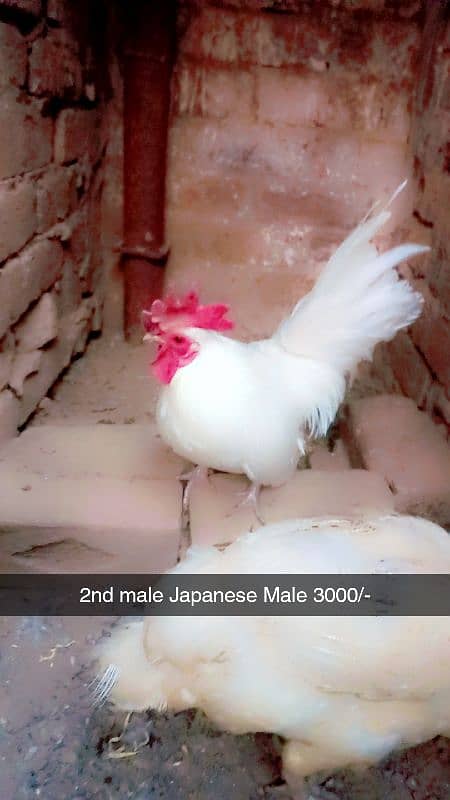 Aseel heera. White hera. Heavy buff Japanese hen Hera female Dasi Male 10