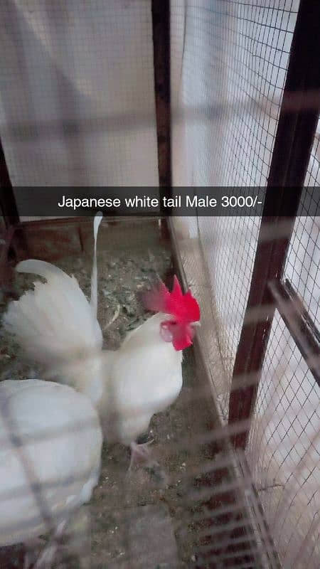 Aseel heera. White hera. Heavy buff Japanese hen Hera female Dasi Male 12