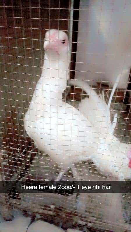 Aseel heera. White hera. Heavy buff Japanese hen Hera female Dasi Male 13