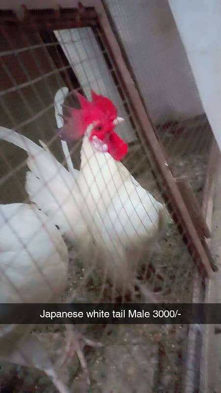 Aseel heera. White hera. Heavy buff Japanese hen Hera female Dasi Male 14