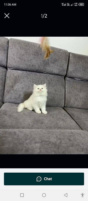 quality Persian panch face cate & kittan male female both available h 0