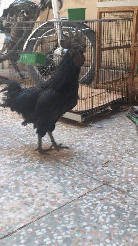 ayam cemani 1