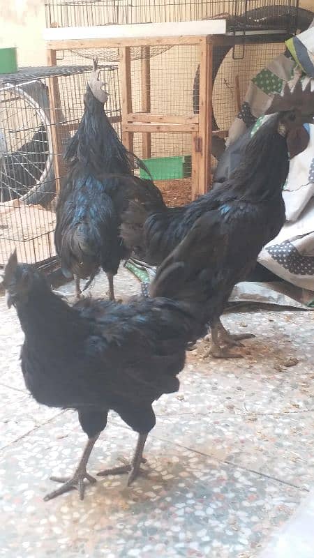 ayam cemani 2