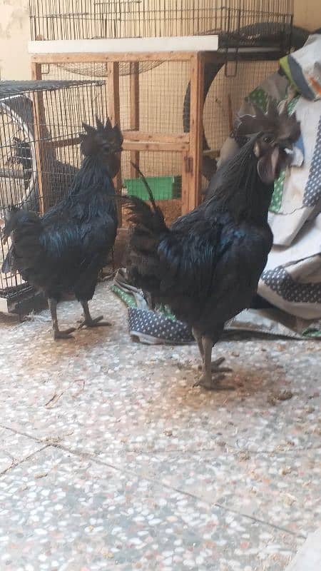 ayam cemani 3