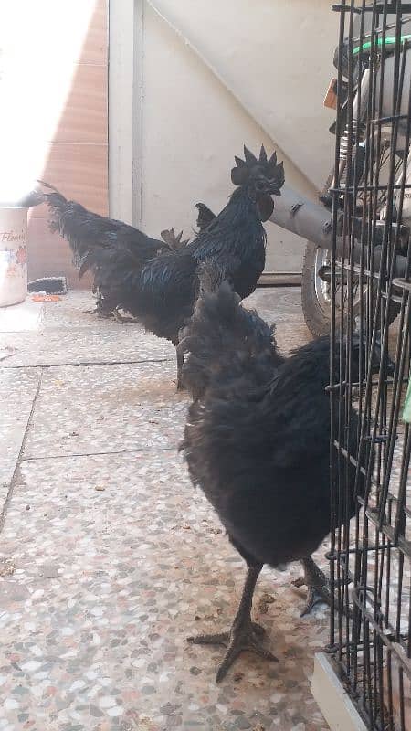 ayam cemani 5