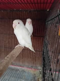 ALBINO RED EYE TO SPLIT INO BREEDER PAIR WITH DNA