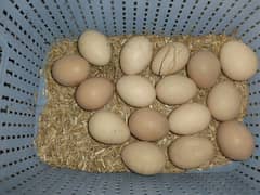 eggs