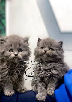 punch face triple Cote kitten cat male and female