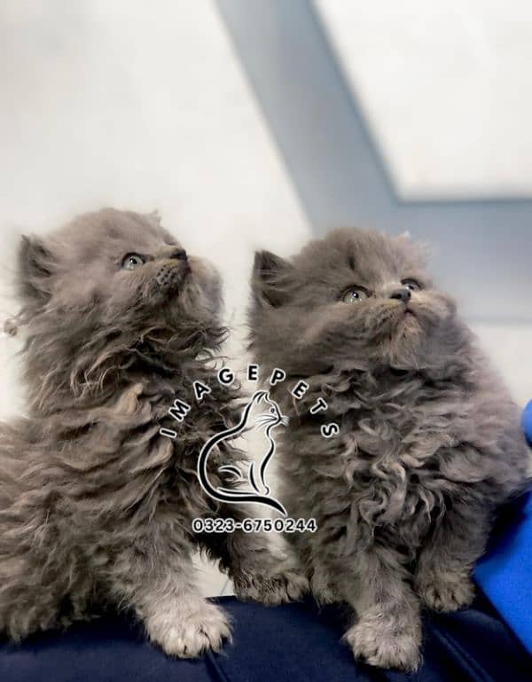 punch face triple Cote kitten cat male and female 18