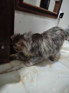 Persian cat vaccinated with doucumenta