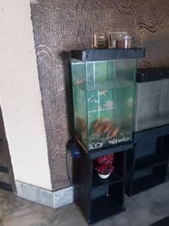 Fish Aquarium