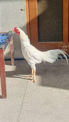 Aseel Heera Hens for sale -Urgent-