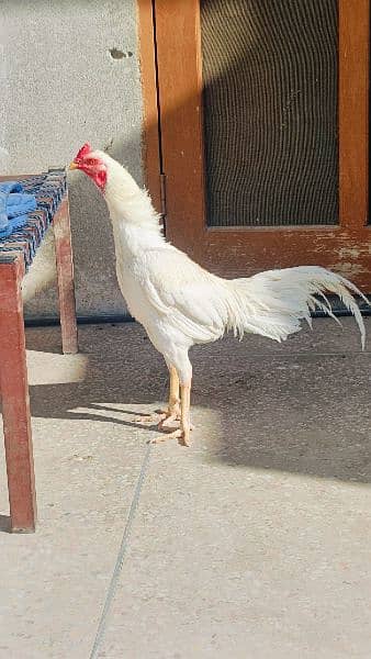 Aseel Heera Hens for sale -Urgent- 0