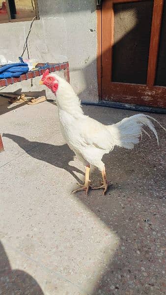 Aseel Heera Hens for sale -Urgent- 1