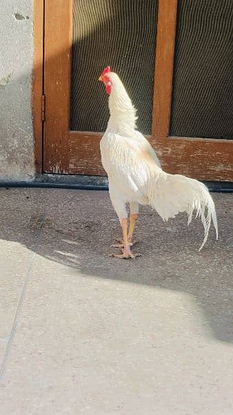 Aseel Heera Hens for sale -Urgent- 2