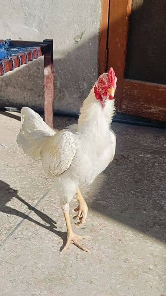 Aseel Heera Hens for sale -Urgent- 3