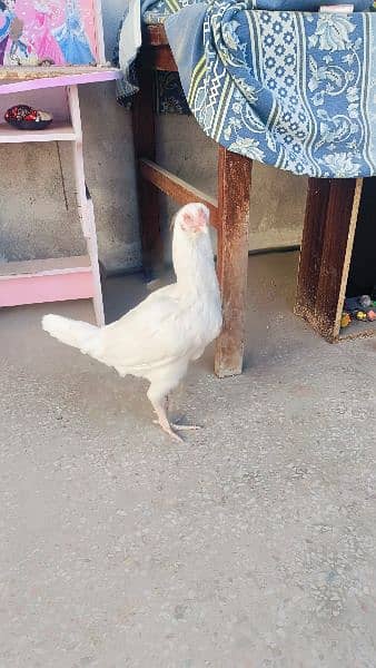 Aseel Heera Hens for sale -Urgent- 4