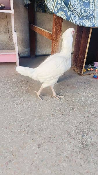 Aseel Heera Hens for sale -Urgent- 5