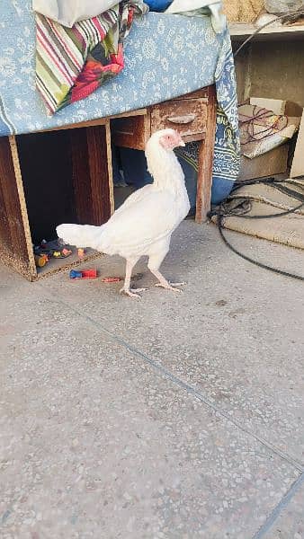 Aseel Heera Hens for sale -Urgent- 6