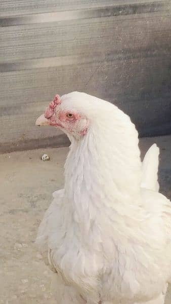 Aseel Heera Hens for sale -Urgent- 7