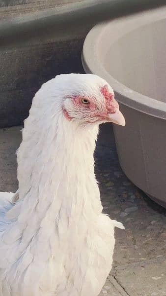 Aseel Heera Hens for sale -Urgent- 8