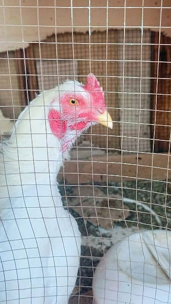 Aseel Heera Hens for sale -Urgent- 10