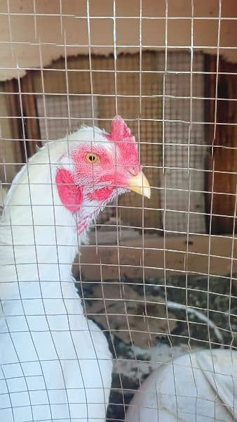 Aseel Heera Hens for sale -Urgent- 11