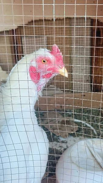 Aseel Heera Hens for sale -Urgent- 12