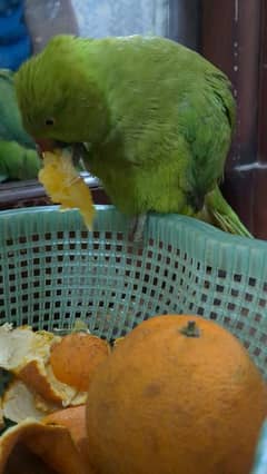 green ringneck