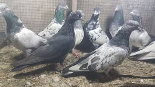 Zakh taddi rampuri zery pigeons for sale.