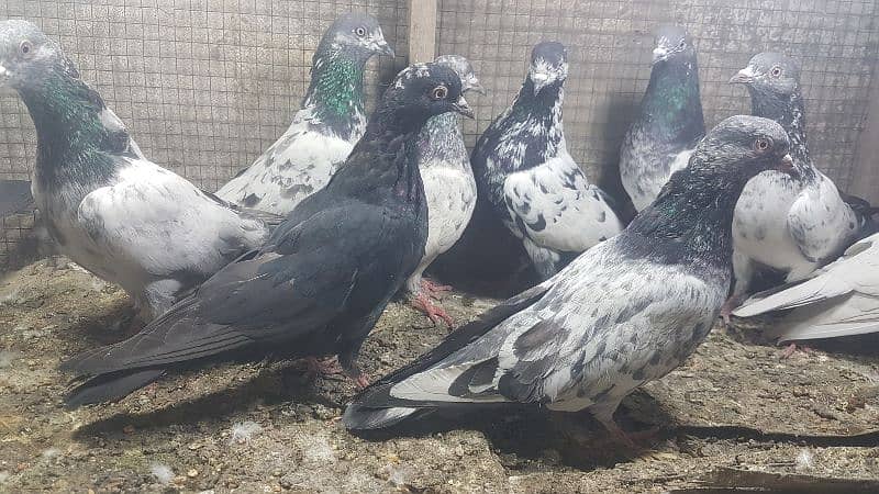 Zakh taddi rampuri zery pigeons for sale. 0