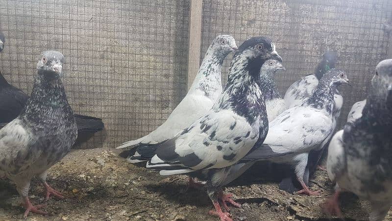 Zakh taddi rampuri zery pigeons for sale. 1