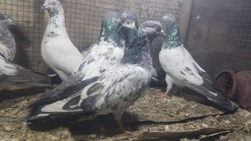 Zakh taddi rampuri zery pigeons for sale. 2