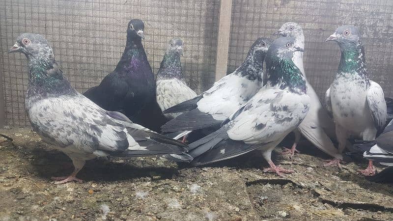 Zakh taddi rampuri zery pigeons for sale. 3