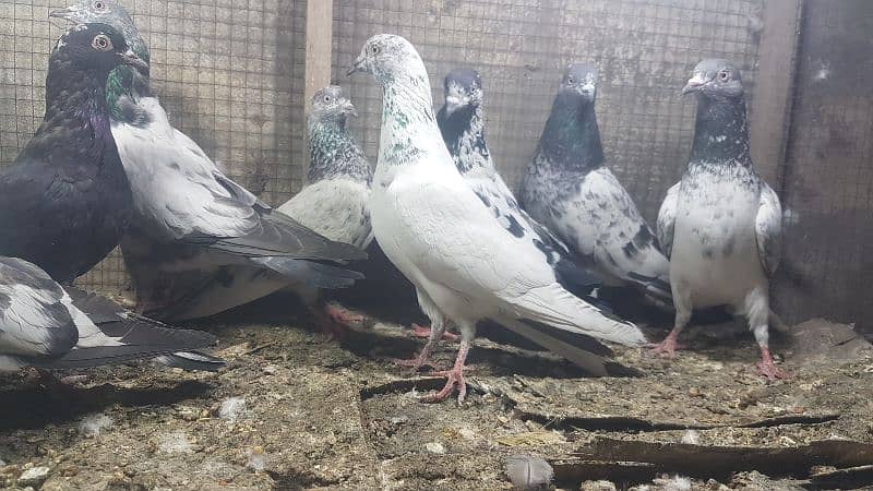 Zakh taddi rampuri zery pigeons for sale. 4