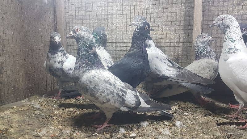 Zakh taddi rampuri zery pigeons for sale. 5