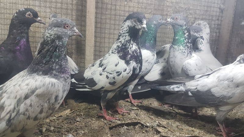 Zakh taddi rampuri zery pigeons for sale. 6