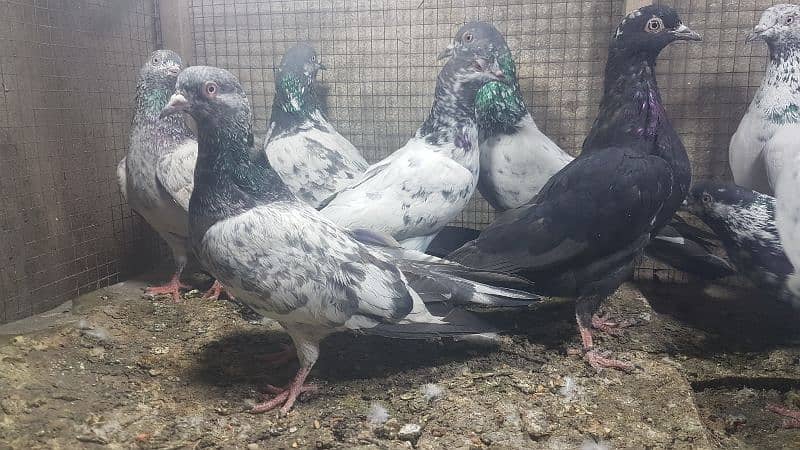 Zakh taddi rampuri zery pigeons for sale. 7