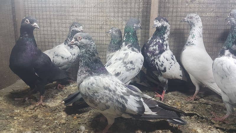 Zakh taddi rampuri zery pigeons for sale. 8